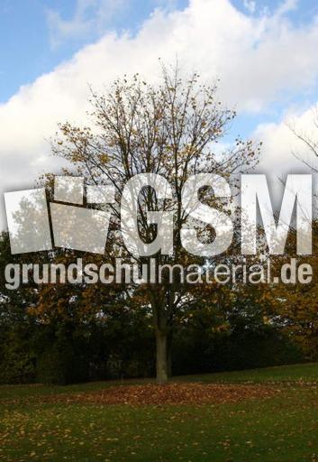 Herbststimmung-25-10-09 010.jpg